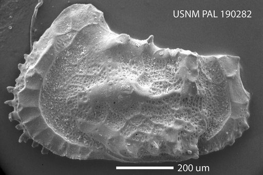 Abyssocythere sp.