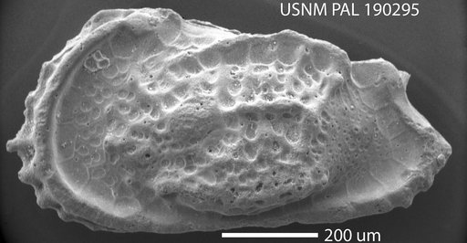 Cythereis ? aff. subgracilis Morrow, 1934
