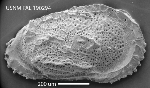 Dutoitella sp.