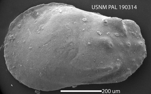 Phacorhabdotus transversus Benson