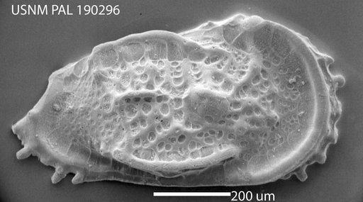Cythereis ? aff. subgracilis Morrow, 1934
