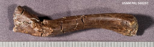 Genus sp