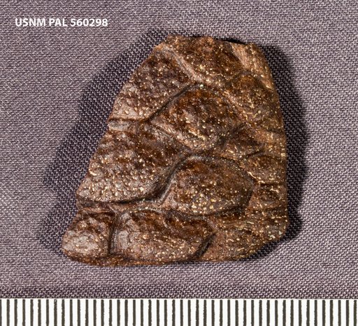 Genus sp