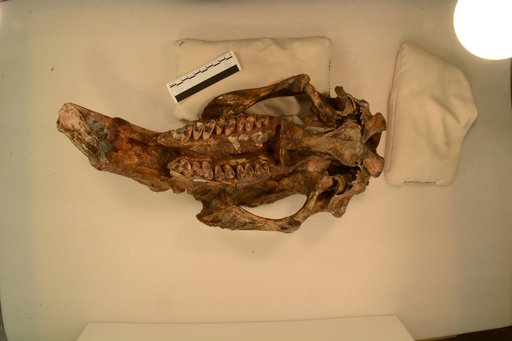 Phascolonus gigas