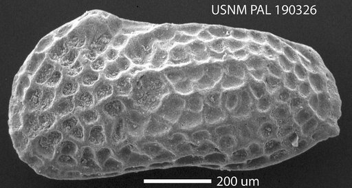 Genus indet. sp. indet.