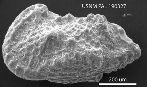 Genus indet. sp. indet.