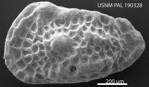 Genus indet. sp. indet.