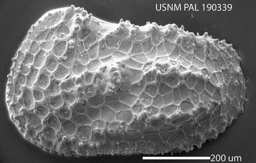 Genus indet. sp. indet.
