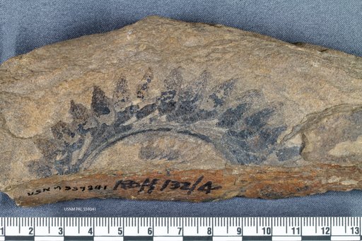 Helicoprion sp