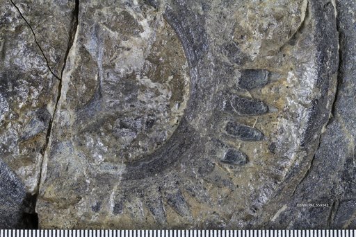 Helicoprion sp