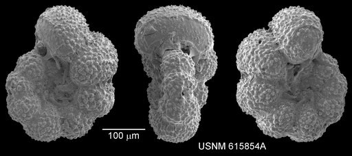 Globigerinelloides yaucoensis (Pessagno, 1960)