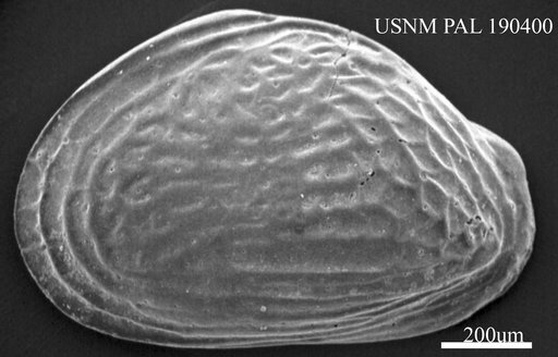 Quasibuntonia sp