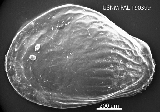 Quasibuntonia sp