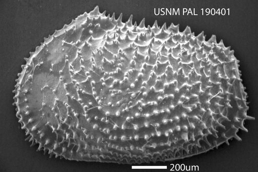 Echinocythereis sp