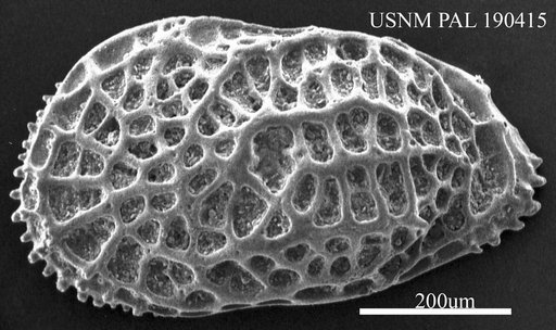Genus indet. sp. indet.