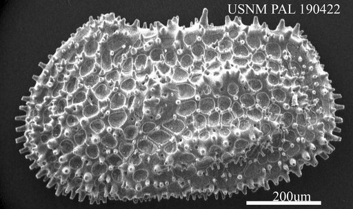 Henryhowella sp