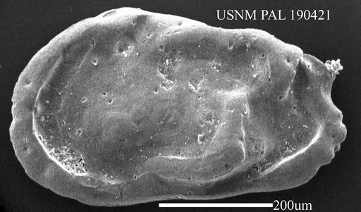 Occultocythereis sp
