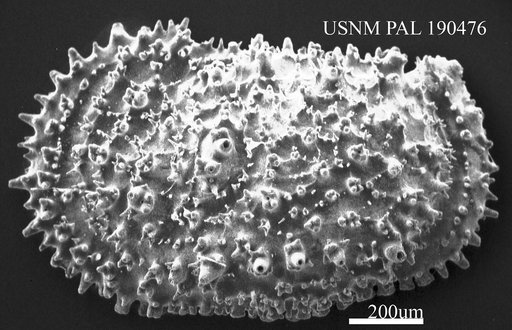 Cythere acanthoderma Brady, 1880