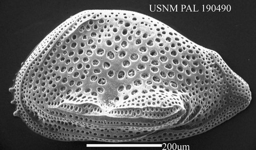 Cytheropteron sp.