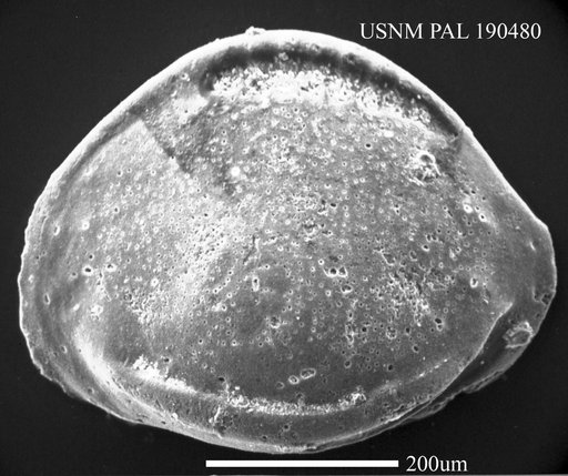 Eocytheropteron sp