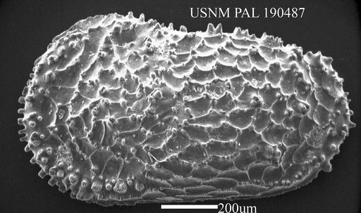 Wichmannella sp. Bertels, 1969