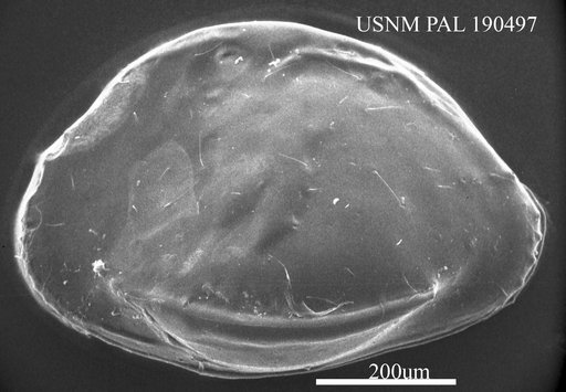 Incongruellina sp.