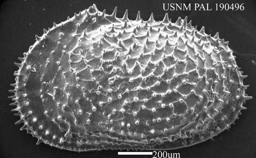 Echinocythereis echinata (Sars, 1866)