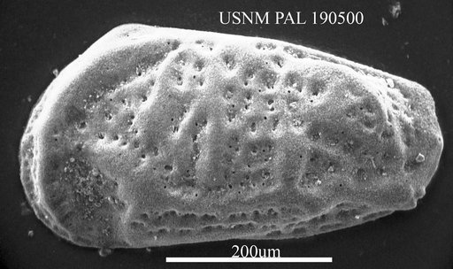 Munseyella sp.