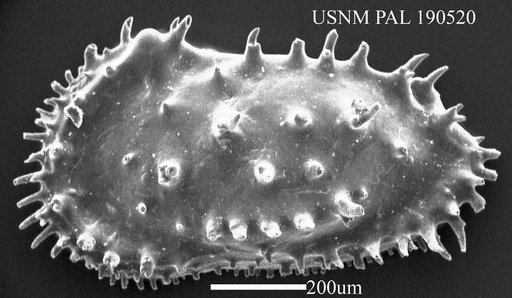 Actinocythereis sp