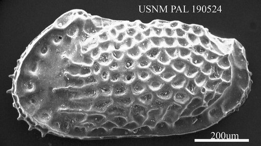 Echinocythereis sp