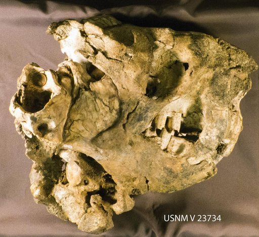 Megalonyx sp