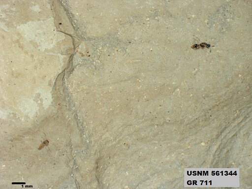 Genus sp