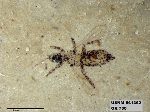 Insecta
