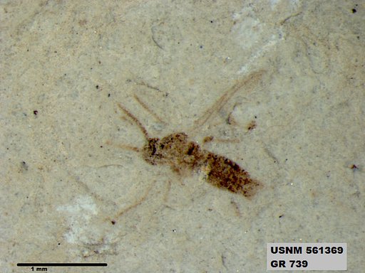 Insecta
