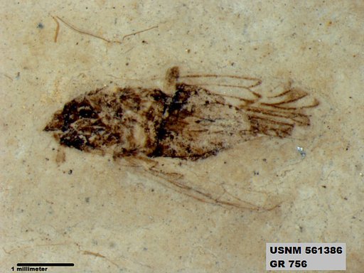 Genus sp