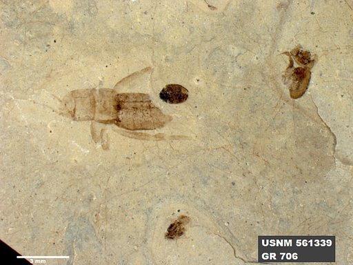 Insecta