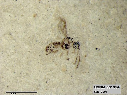 Insecta