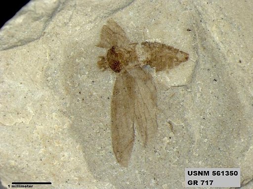 Genus sp