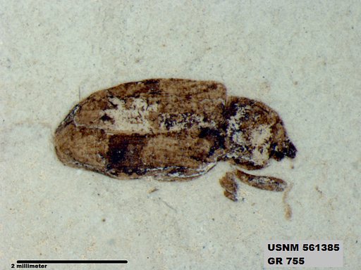 Insecta