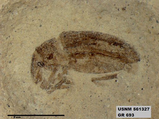 Genus sp