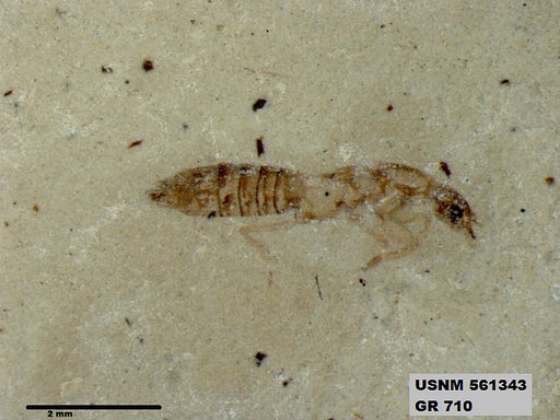 Genus sp