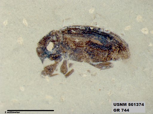 Insecta