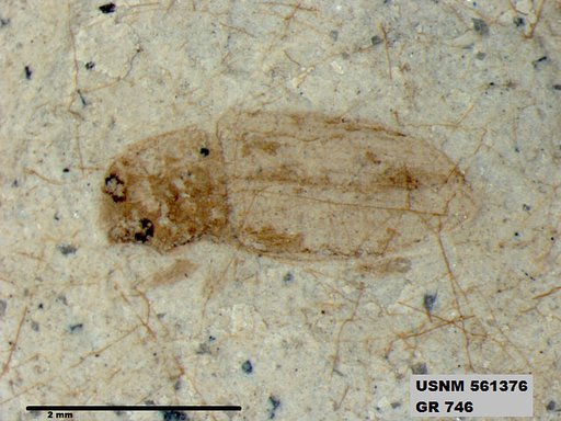 Insecta
