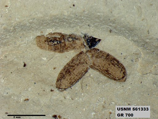 Insecta