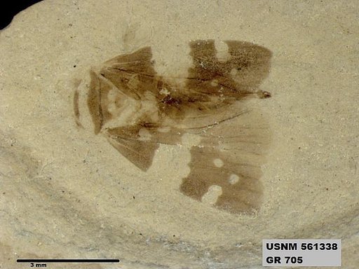 Genus sp