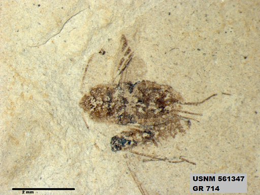 Genus sp