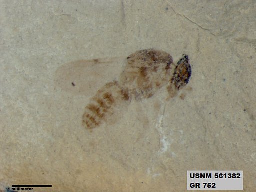 Genus sp