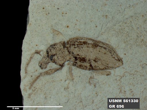 Insecta