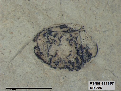 Insecta
