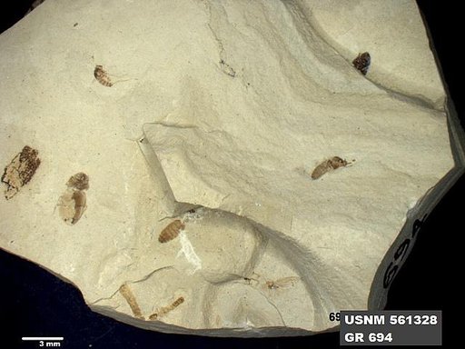 Insecta